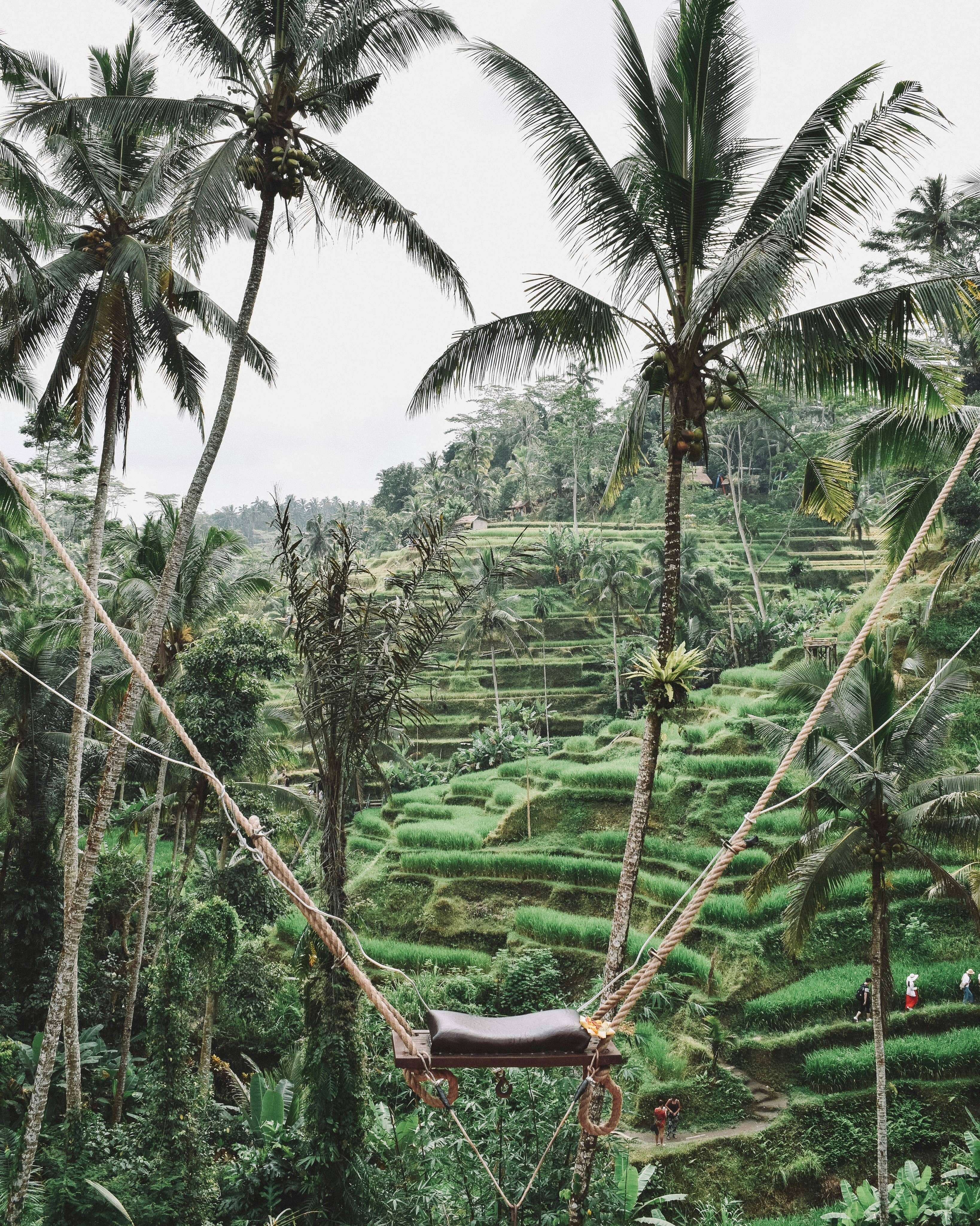 Rope swing over green rice fields in Ubud, Bali