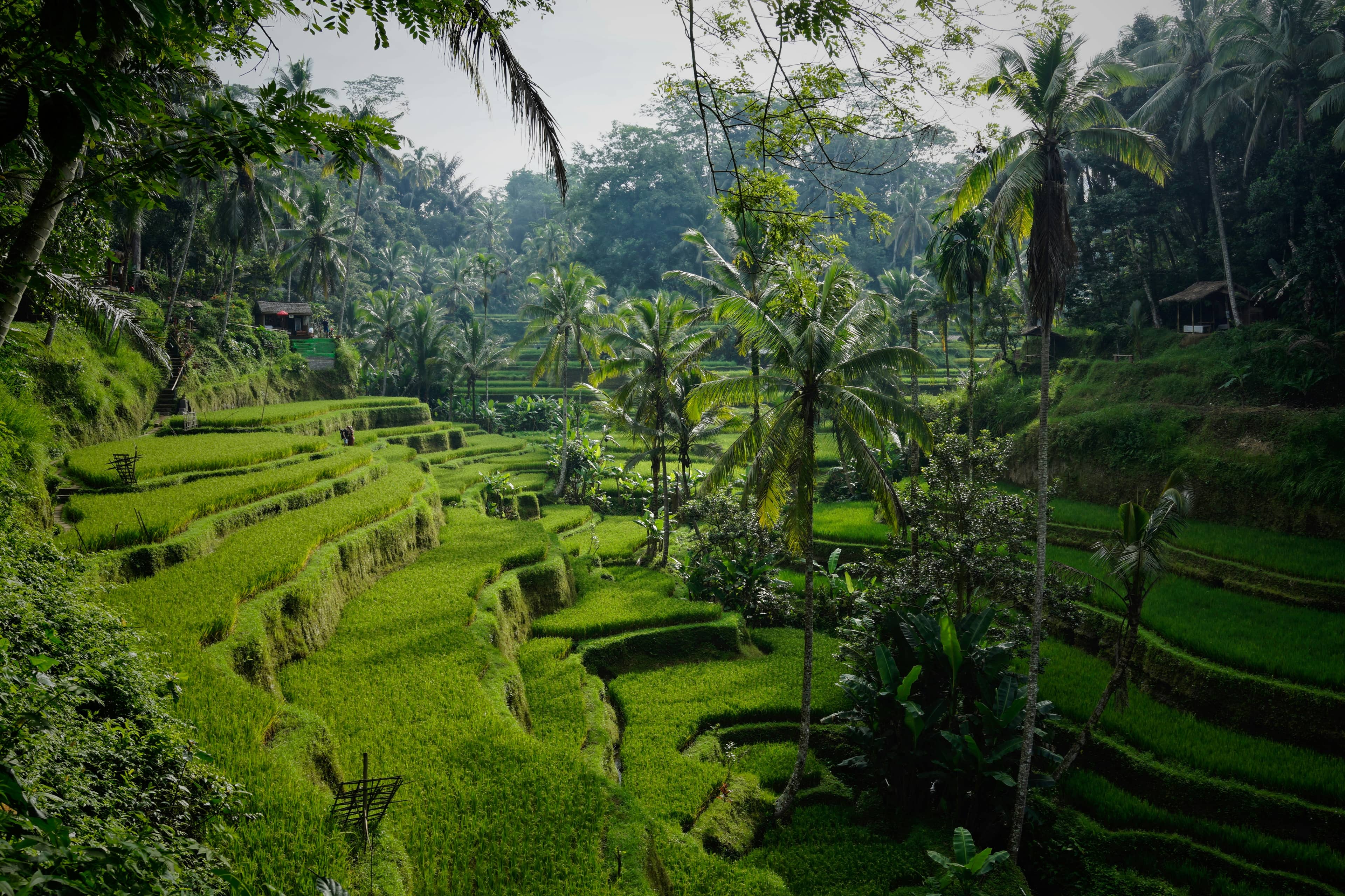 Tegallalang rice terraces near Ubud, Bali, stepped green paddies against jungle hillside