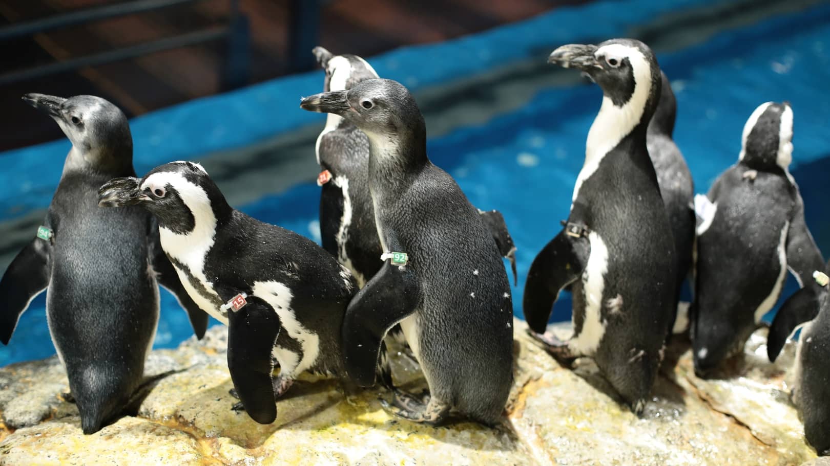 Several penguins, some wearing numbered wing bands, stand on rocks next to a pool of blue water at Underwater World Langkawi.