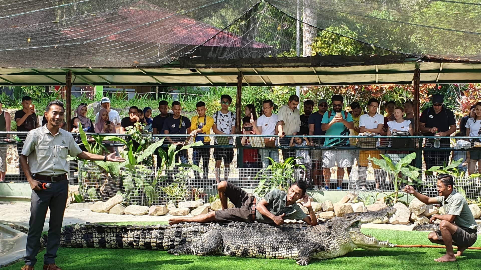 A presenter stands by a large crocodile with a man on its back while a crowd watches under an overhead mesh structure.